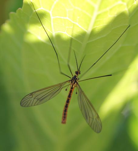 Nephrotoma flavescens