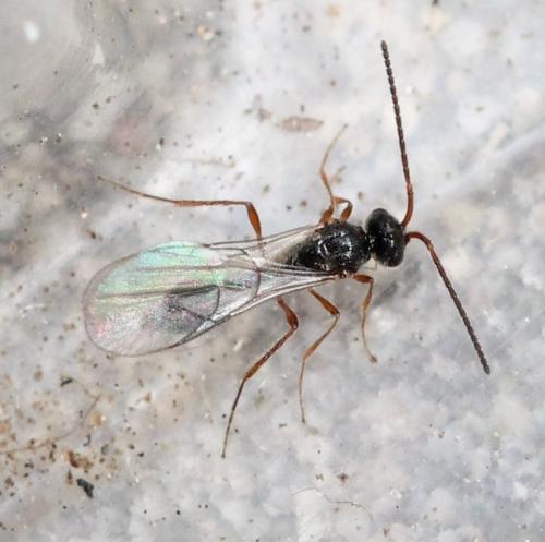 Réf. 127 630 : Aclista sp.