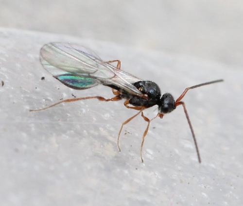 Réf. 127 631 : Aclista sp.