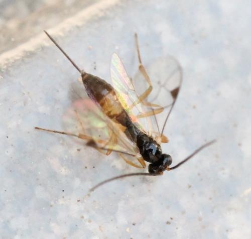 Réf. 127 632 : Orthocentrinae inconnu