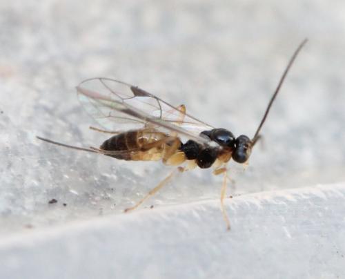 Réf. 127 633 : Orthocentrinae inconnu