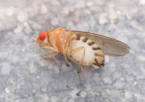 Hirtodrosophila confusa