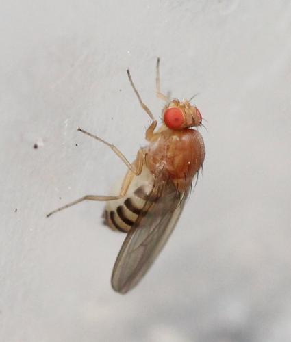 Hirtodrosophila confusa