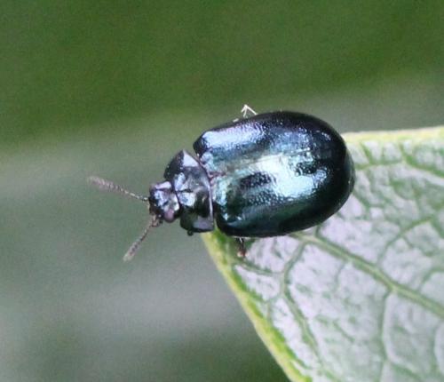 Plagiodera versicolora