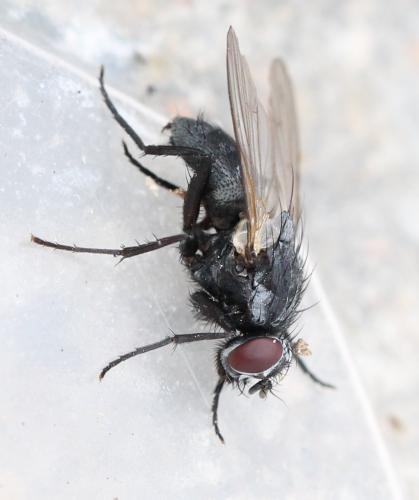 Hydrotaea sp.