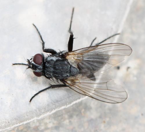 Hydrotaea sp.