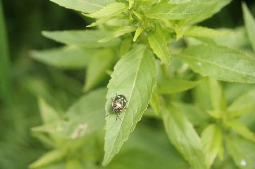 Eurydema oleracea