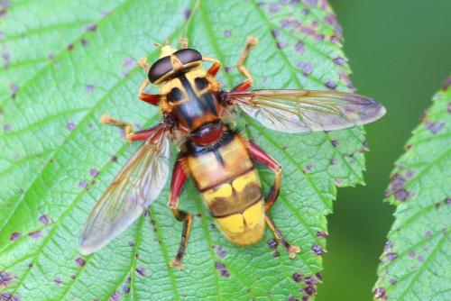 Réf. 127 229 : Milesia crabroniformis