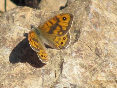 Lasiommata megera