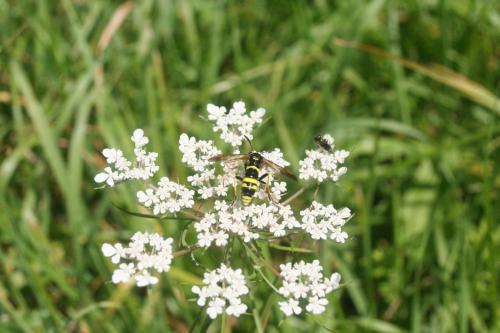 Réf. 127 332 : Tenthredo sp.