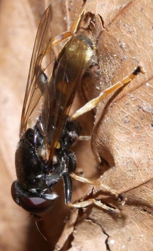 Xylota xanthocnema