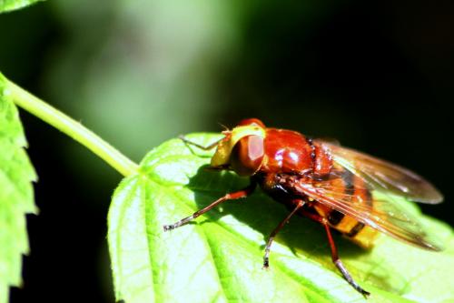 Volucella zonaria