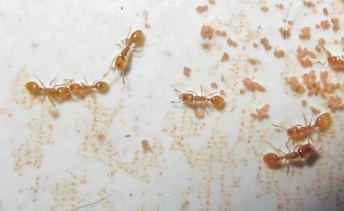 Solenopsis fugax