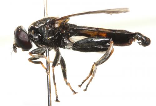 Xylota tarda