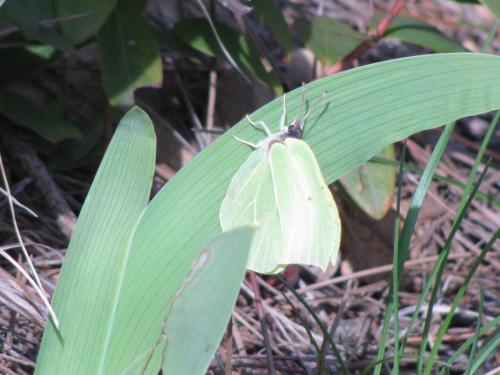 Gonepteryx rhamni