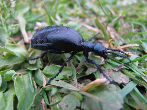 Meloe proscarabaeus