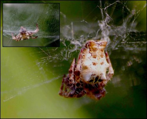 Cyrtophora citricola