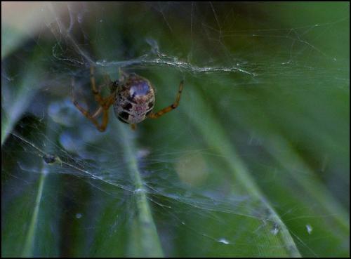 Réf. 127 347 : Steatoda nobilis