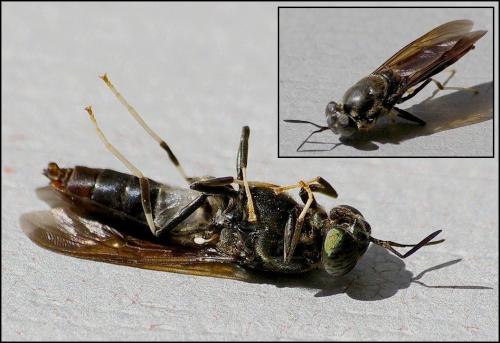 Hermetia illucens