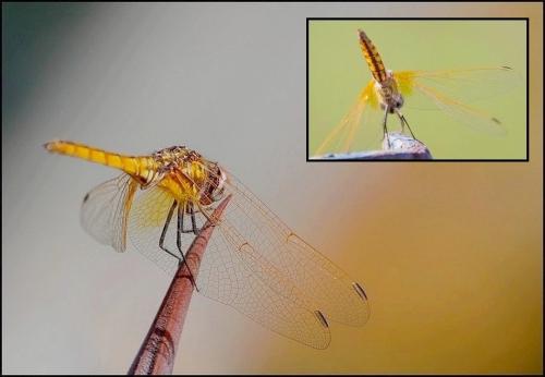 Trithemis annulata