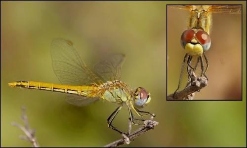 Sympetrum fonscolombii