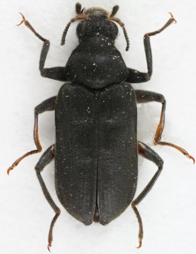 Réf. 127 300 : Omotonus sp.