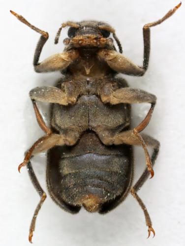Réf. 127 301 : Omotonus sp.