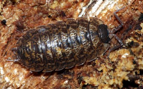 Porcellio montanus