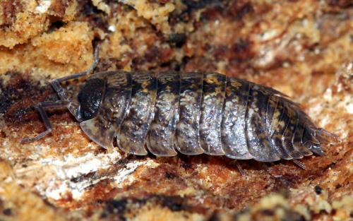 Porcellio montanus