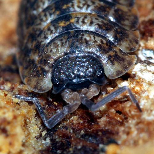 Porcellio montanus