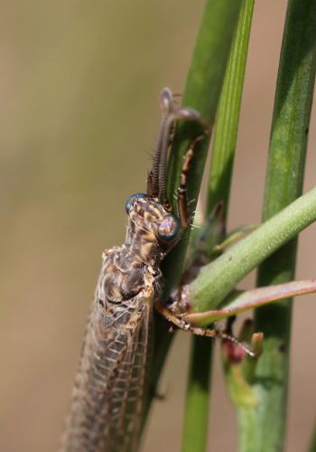 Creoleon plumbeus