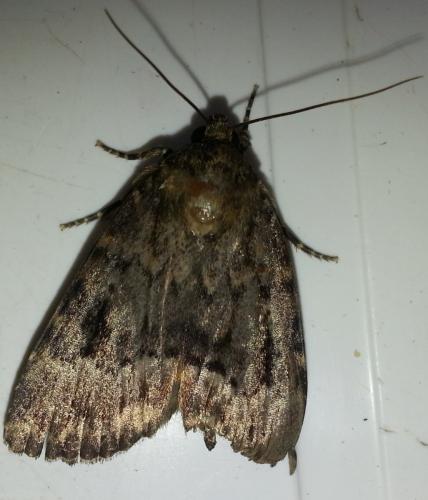 Amphipyra berbera
