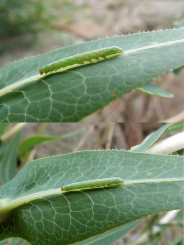 Hecatera dysodea