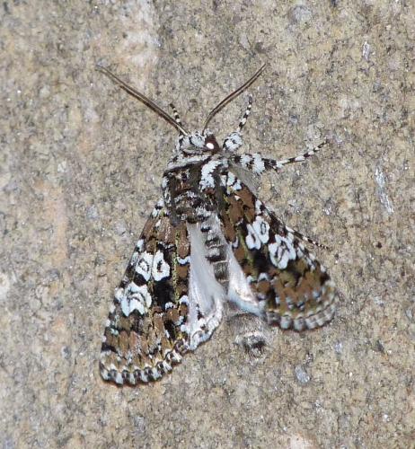 Lamprosticta culta