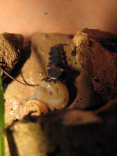 Lampyris noctiluca