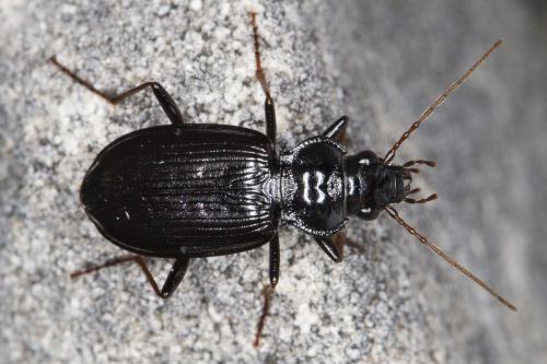 Réf. 127 876 : Nebria salina