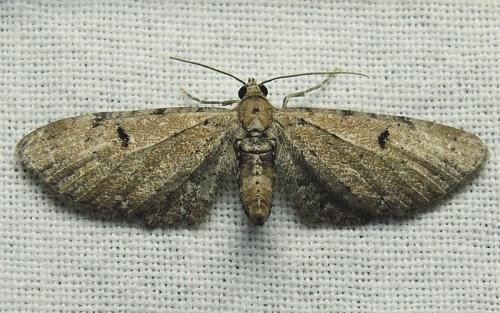Eupithecia sp.