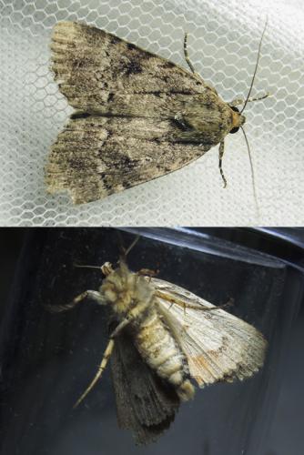 Amphipyra pyramidea