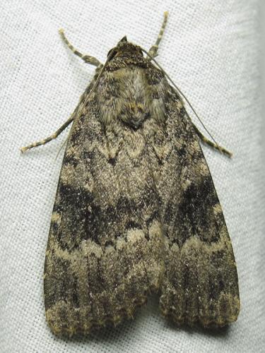 Amphipyra berbera