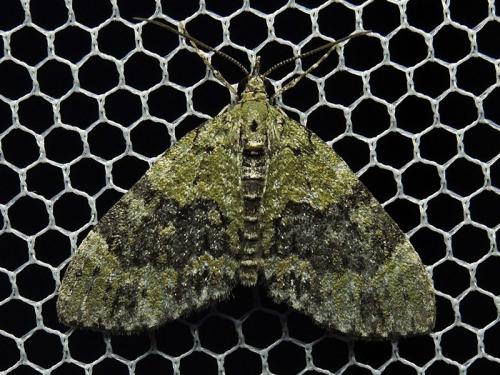 Réf. 127 039 : Acasis viretata
