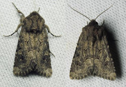 Réf. 127 062 : Luperina testacea