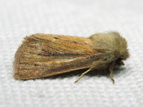Réf. 127 041 : Denticucullus pygmina