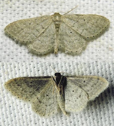 Idaea sylvestraria