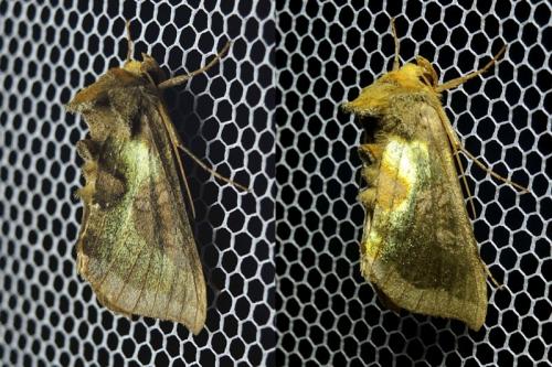 Diachrysia sp.