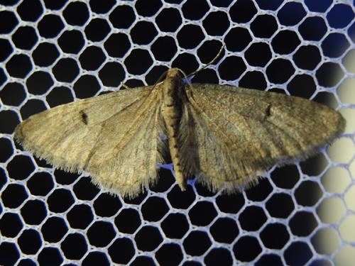 Eupithecia indigata