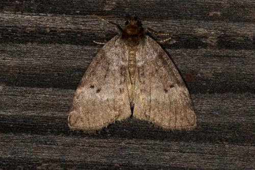 Réf. 127 302 : Ochropacha duplaris