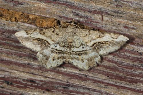 Réf. 127 886 : Chiasmia aestimaria