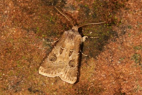 Réf. 127 629 : Agrotis bigramma