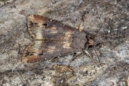 Réf. 127 885 : Agrotis ipsilon