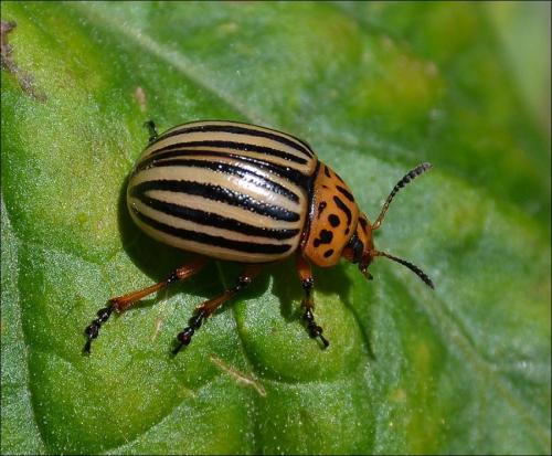 Réf. 127 066 : Leptinotarsa decemlineata